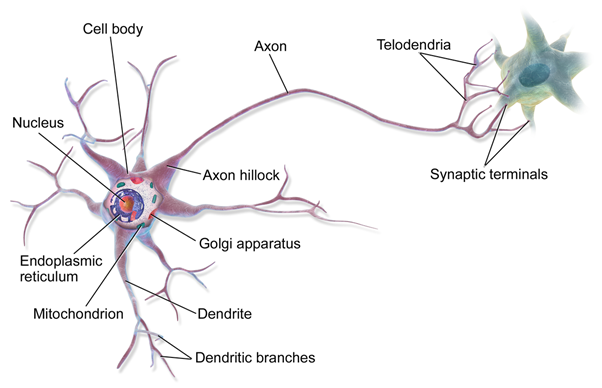 Image result for neuron
